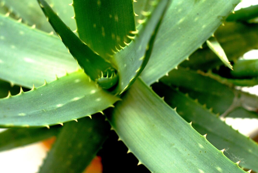 Aloe für männliche Potenz